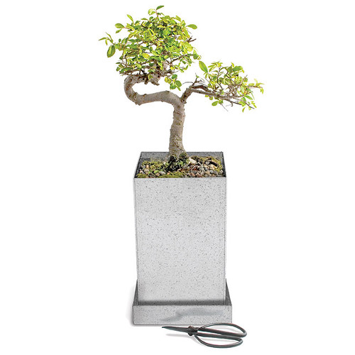 Japanese Elm Bonsai Specimen Tree