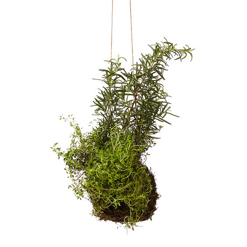 Rosemary & Thyme String Garden