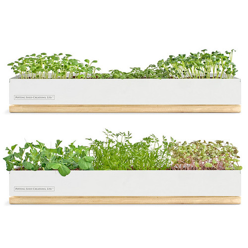 Micro-Green Kits