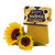 Sunflower In A Bag Grow Kit