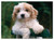 Precious Puppy Cardboard Jigsaw - 30 Pieces