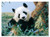 Giant Panda Cardboard Jigsaw - 30 Pieces