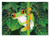 Red-Eyed Tree Frog Cardboard Jigsaw - 60 Pieces
