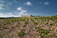 Exciting New (and Ancient) Wines of Lebanon