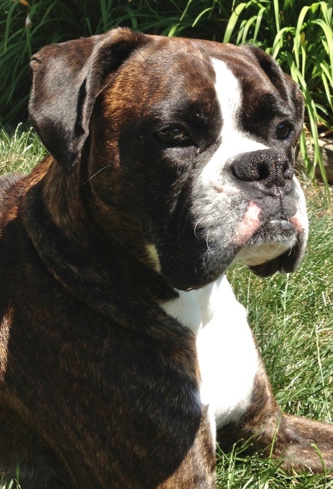 Austin Boxer Rescue