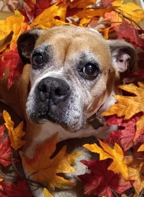 Austin Boxer Rescue