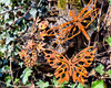 Rusty Butterfly Garden Wall Art