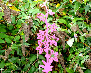 Delphinium Garden Sculpture Delphinium Garden Sculpture