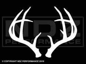 1901 - Deer Antlers