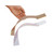 Rolyan Self-Adhesive Straps