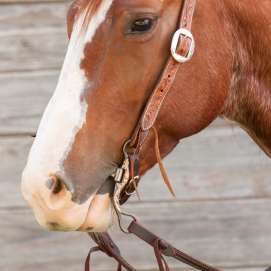 Classic Equine Tool Box Bit 7