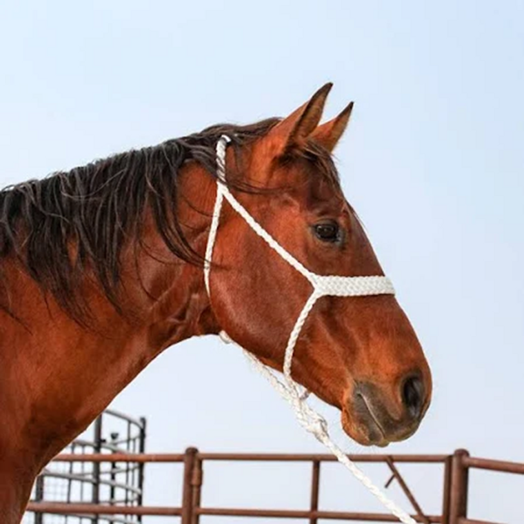 Classic Equine White Flat Braid Halter and Lead Rope