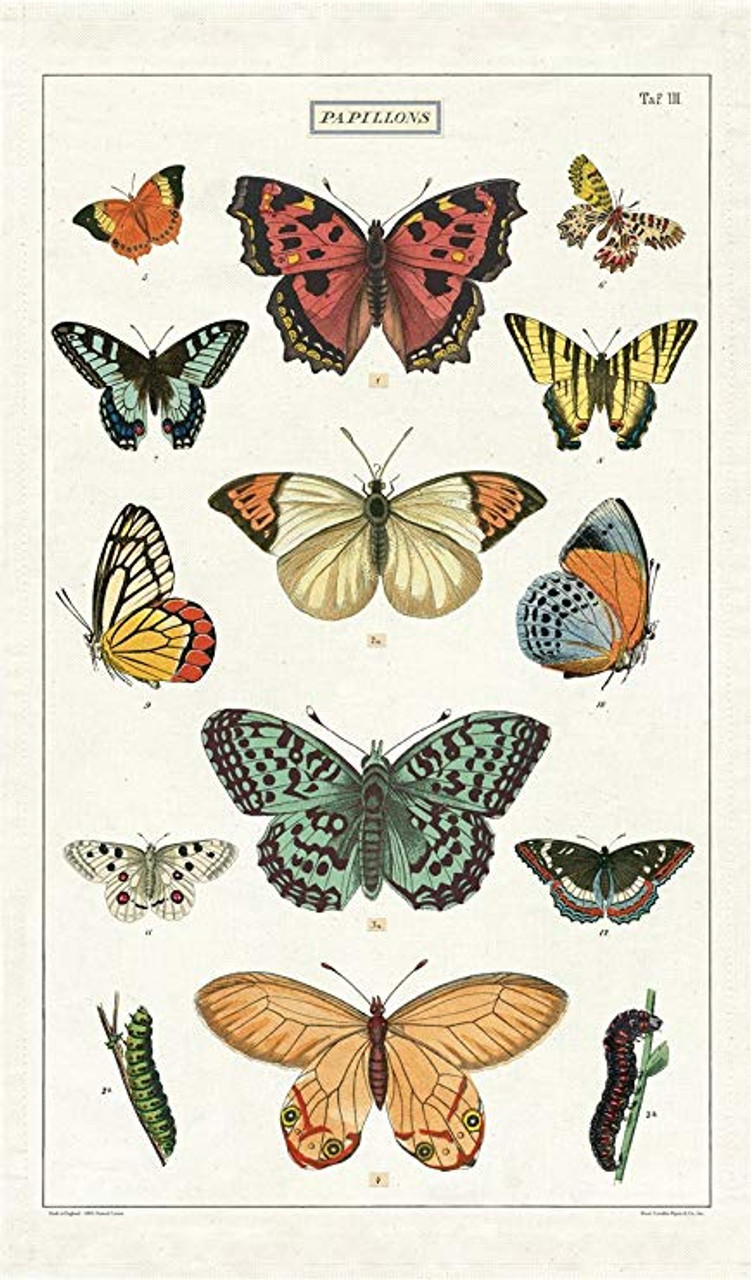 vintage butterfly diagram