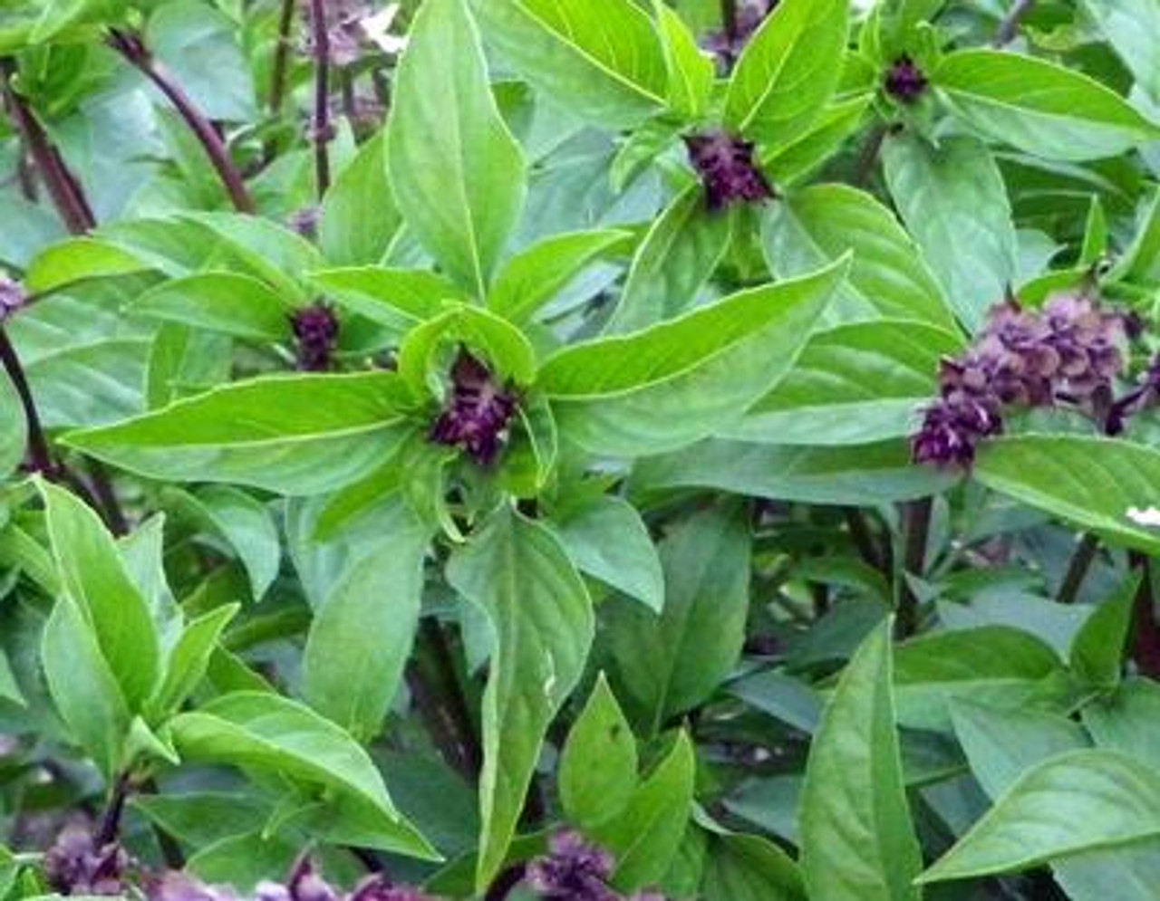 Southern Exposure Seed Exchange Cinnamon Basil