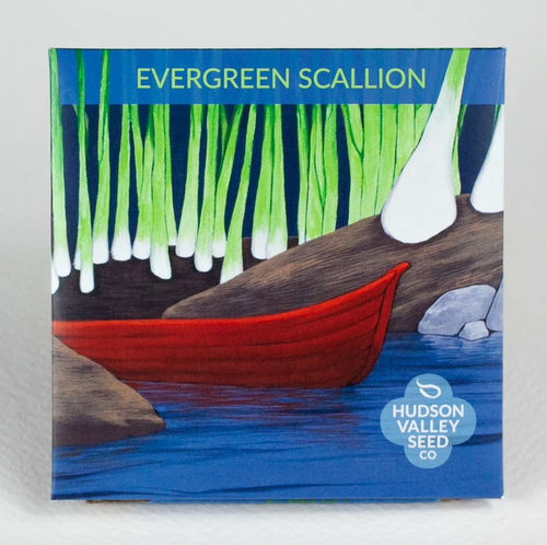 Hudson Valley Seed Library - Evergreen Scallion