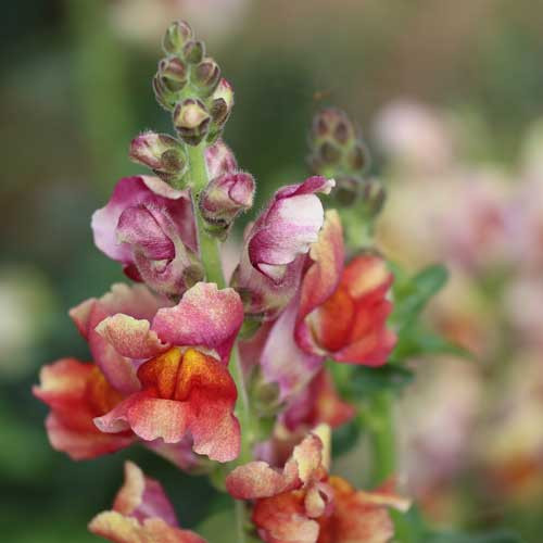 Seed Savers - Tetra Mix Snapdragon Flower