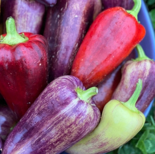 Fruition Seeds - Organic Violet Sparkle Pepper