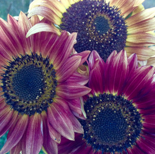 Fruition Seeds - Organic Evening Colors Sunflower