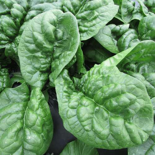 Fruition Seeds - Butterflay Spinach