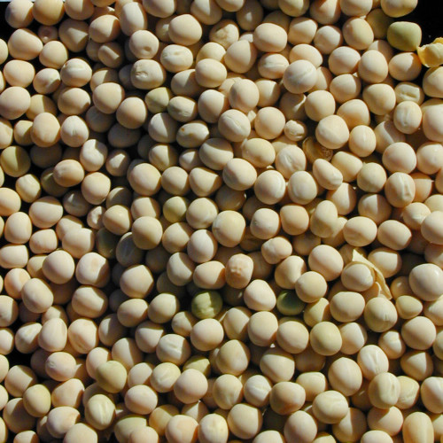 Native Seeds - Salt River Pima