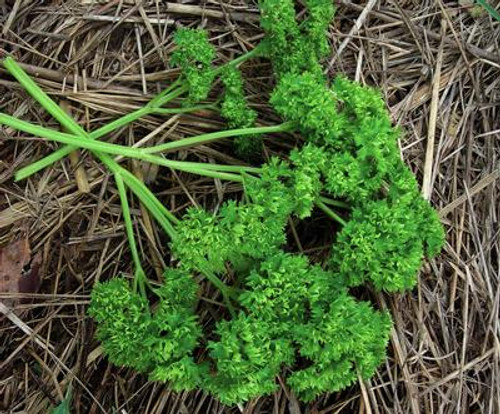 Southern Exposure Seed Exchange - Moss Curled Parsley