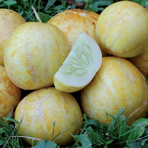Seed Savers - True Lemon Cucumber
