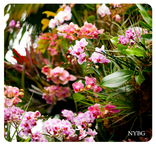 NYBG Orchid Photo Mousepad