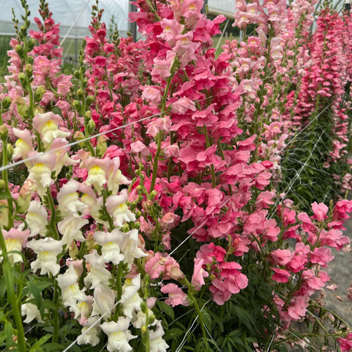 Fruition Seeds - Apple Blossom Snapdragon