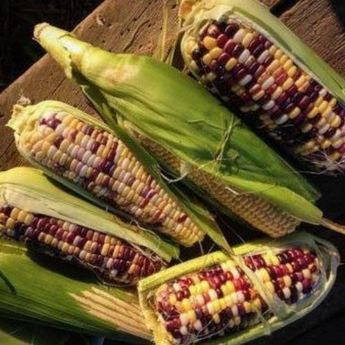 Fruition Seeds - Festivity Sweet Corn