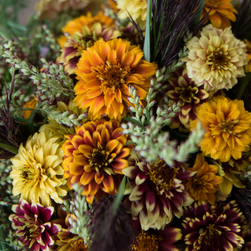 Fruition Seeds - Persian Carpet Zinnia