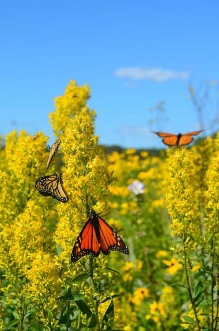 Prairie Moon Nursery -Showy Goldenrod