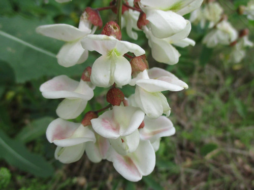 Experimental Farm Network - Nyirsegi Black Locust