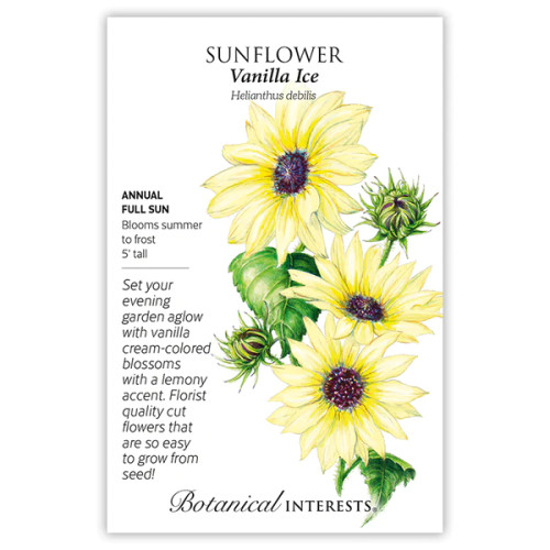 Botanical Interests - Vanilla Ice Sunflower