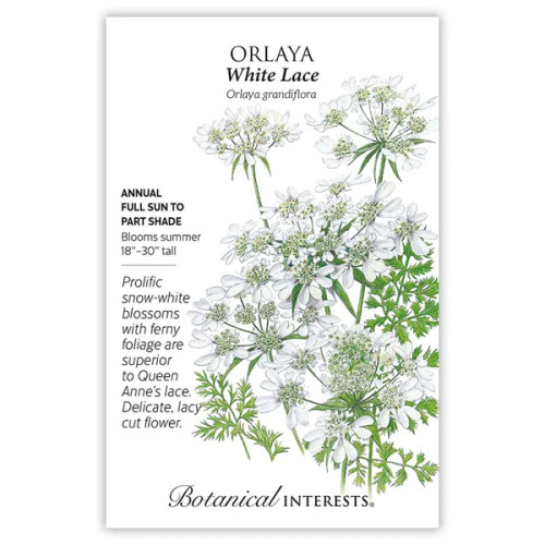 Botanical Interests - Orlaya White Lace