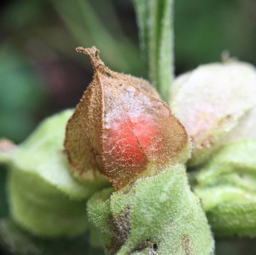 True Love Seeds - Ashwagandha