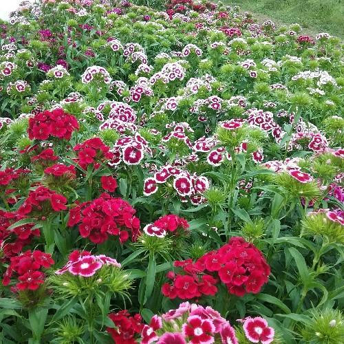 Seed Savers - Sweet William Electron Blend