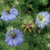 Seed Savers - Love-in-a-Mist "Miss Jekyll"