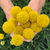 Fruition Seeds - Organic Sun Ball Craspedia