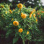 Fruition Seeds - Teddy Bear Sunflower