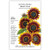 Botanical Interests - Shock-O-Lat Sunflower