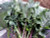 Southern Exposure Seed Exchange - Lacinato Rainbow Mix Kale