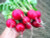 Southern Exposure Seed Exchange - Cherry Belle Radish