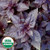 Seed Savers - Purple Dark Opal Basil