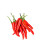 Sandia Seed Company - Malagueta Heirloom Pepper