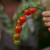 Fruition Seeds - Chiapas Tomato