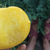 Fruition Seeds - Lemon Ice Dwarf Tomato