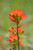 Prairie Moon Nursery - Indian Paintbrush