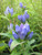 Prairie Moon Nursery - Bottle Gentian