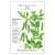Botanical Interests - Iona Shelling Petite Pea