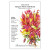 Botanical Interests - Pampas Plume Celosia